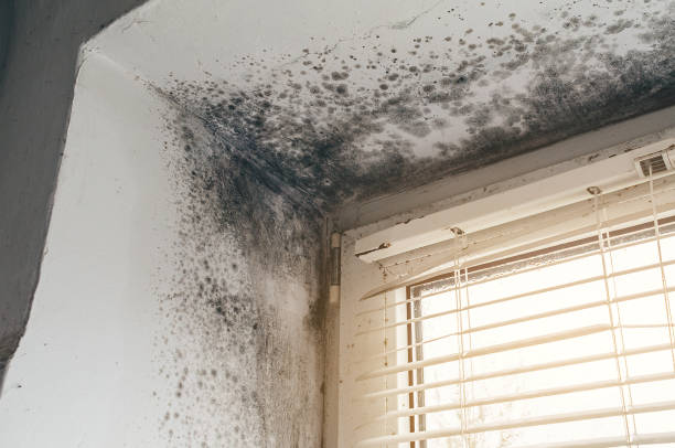 Affordable Mold Removal solutions in Hibernia, NJ